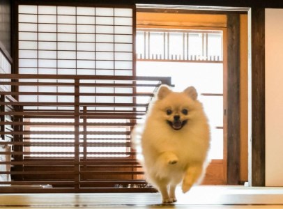 【ペットと泊まる】篠山城下町ホテルNIPPONIA 1泊2日ペア宿泊券（2食付き） DR05