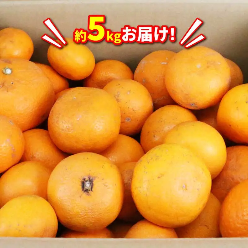 訳あり 清見タンゴール きよみ 5kg マル南フルーツ 清見オレンジ きよみ B010-106024