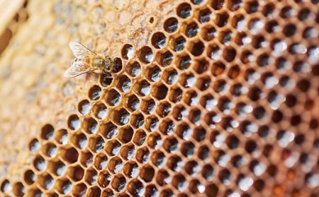 BIYAJIMA BEE FARM『季節の完熟生はちみつ170g 1瓶』肉料理やお菓子づくりに！ ｜ プレゼントやギフトにも【長野県信濃町ふるさと納税】