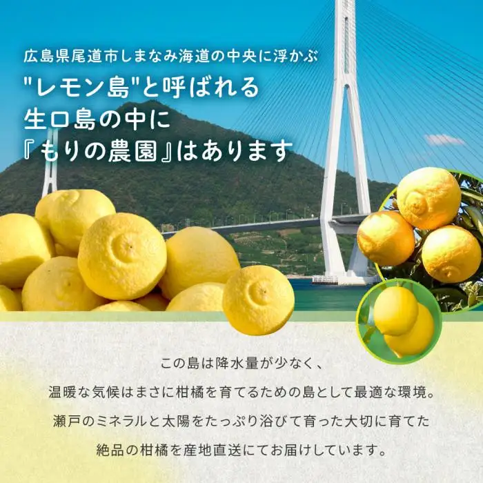 完熟はるか 3kg ドルチェみかん