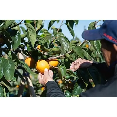 画期的な食感と甘さ柿「太秋」約3.5kg以上(9個～12個)_果物・フルーツ 柿（カキ）  かき_【配送不可地域：離島】【1379461】