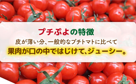 ミニトマト （ プチぷよ ）1kg×1箱  糸島市 / かわぞえ農園 ぷちぷよ トマト [AAM001]