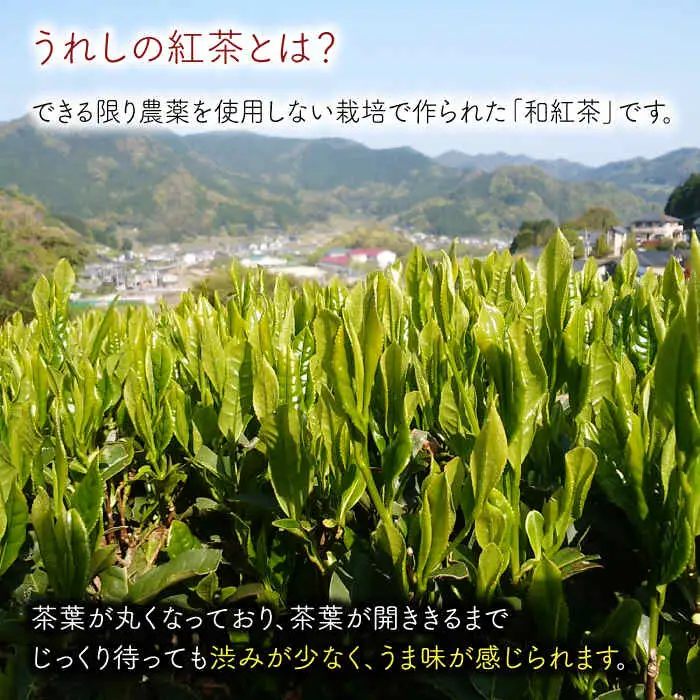 紅茶 うれしの紅茶5種セットB NAP006 