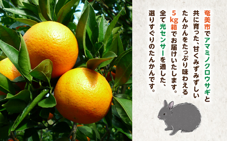【 2027年度 先行予約 】たんかん 5kg A021-027 期間 数量 限定 タンカン 甘い 糖度12度前後 みずみずしい 果汁たっぷり 柑橘 旬 冬 果物 フルーツ サイズ おまかせ 奄美大島 安田商店 ふるさと納税 鹿児島 奄美市 おすすめ ランキング プレゼント ギフト