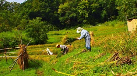 R7年産 新米 黒もち米（ 玄米 ）さよむらさき　230g × 6袋 （2025年11月より順次発送）[EA04]
