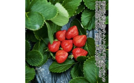 至福 あまおう大福 8個 あまおう 大福 おやつ いちご