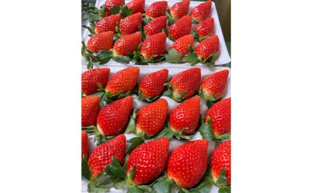 特選大粒 ブランドいちご「やよいひめ」朝摘みでお届け！1kg（500g×2） イチゴ 苺 果物 フルーツ くだもの デザート ケーキ作り 群馬県 渋川市 F4H-0685