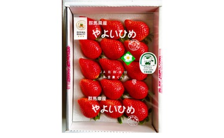 特選大粒 ブランドいちご「やよいひめ」朝摘みでお届け！500g イチゴ 苺 果物 フルーツ くだもの デザート ケーキ作り 群馬県 渋川市 F4H-0686