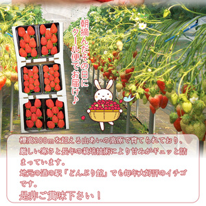 大竹農園直送 イチゴ「かおり野」 贈答用 ６パック 【１月～４月配送】 UON005