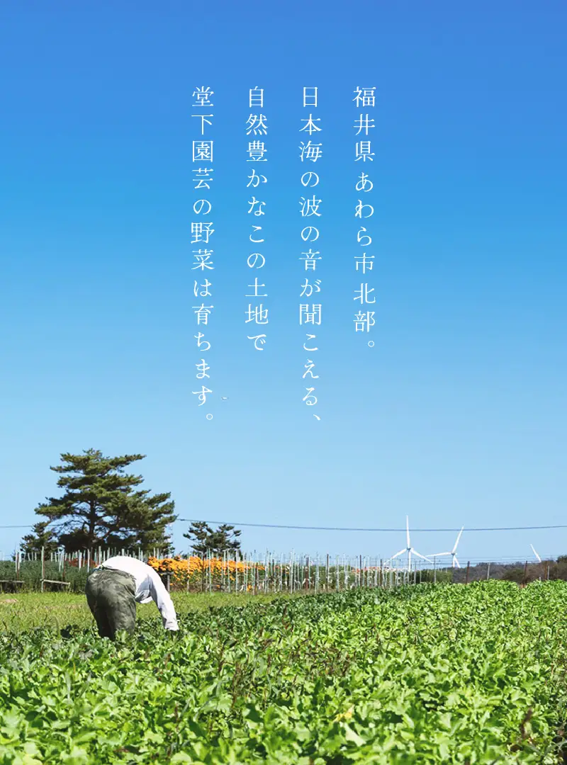 【先行予約】農家直送 秋野菜セット 1箱 7品目以上 《元気に育った新鮮野菜！》／ 福井 あわら市 季節 秋 野菜 ボックス BOX セット セレクト 農家 おまかせ 多品目 旬 詰め合わせ ※2026年10月下旬以降発送 [aw028-a010]