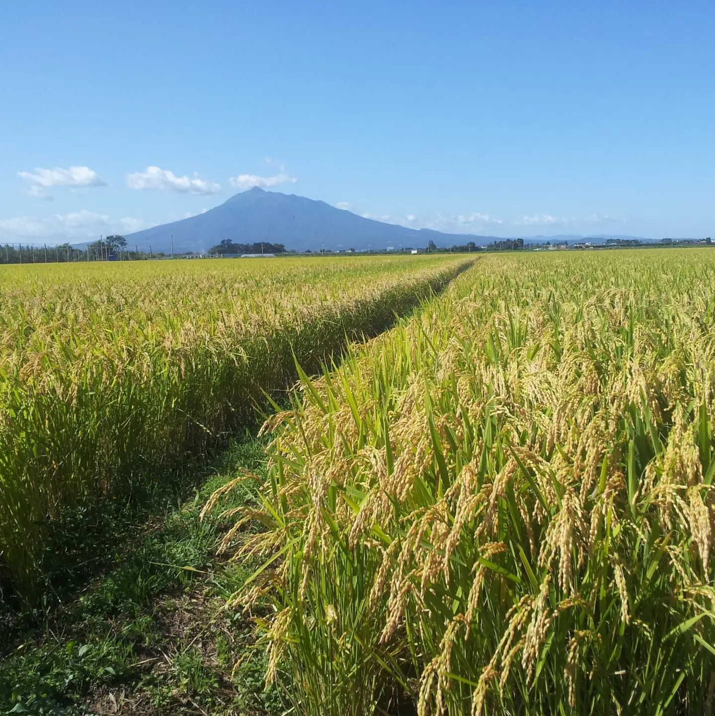 【令和8年産米】【先行受付】 米 10㎏ あさゆき 特別栽培米 青森県産 【KonRiceFarmの お米 精米 白米 青森 五所川原 】