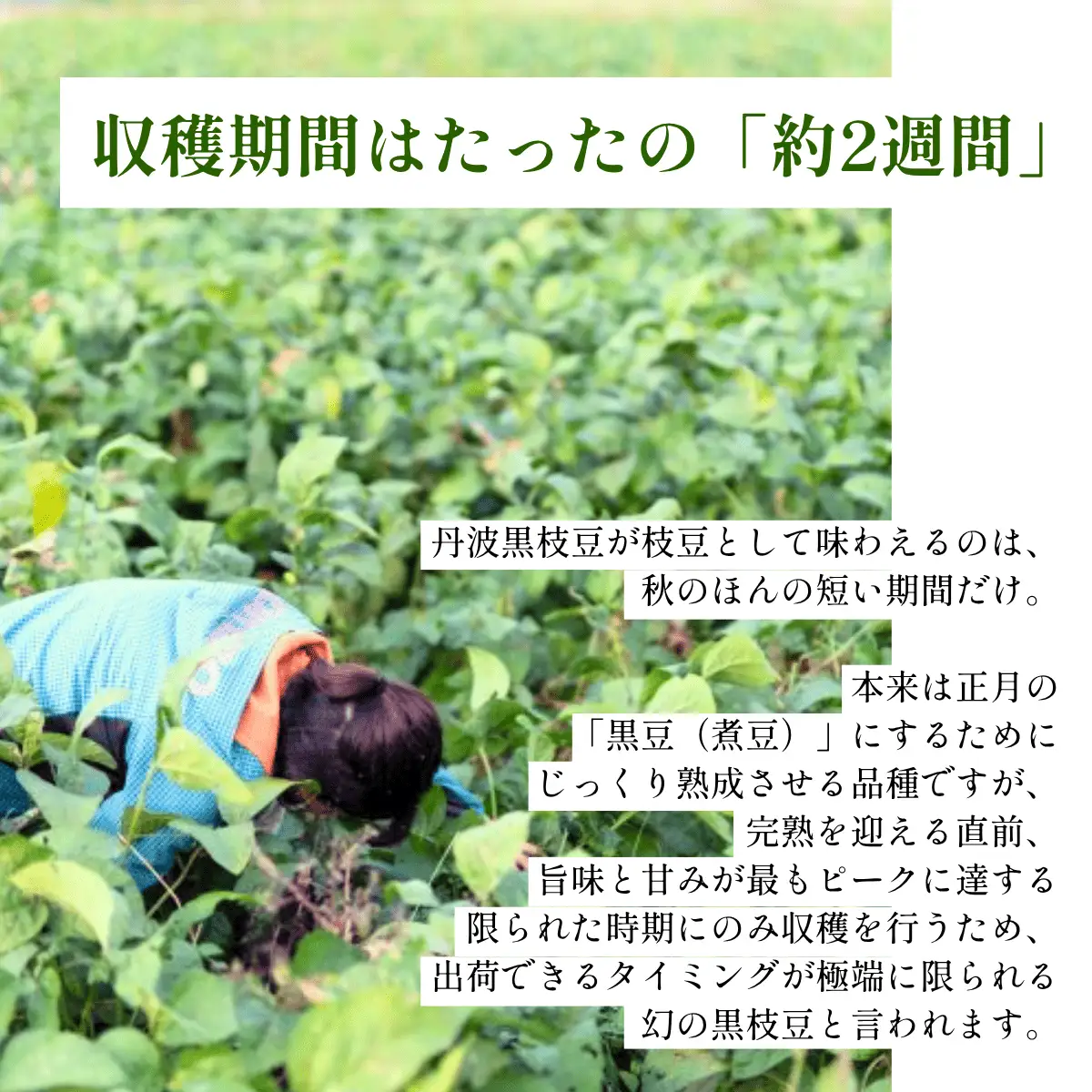 有機JAS 丹波黒豆枝豆 1.5kg 500g×3袋 〈丹波市産〉 黒枝豆 有機野菜