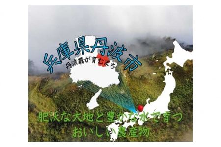 枝豆 枝付き 丹波 黒枝豆 2kg 枝豆