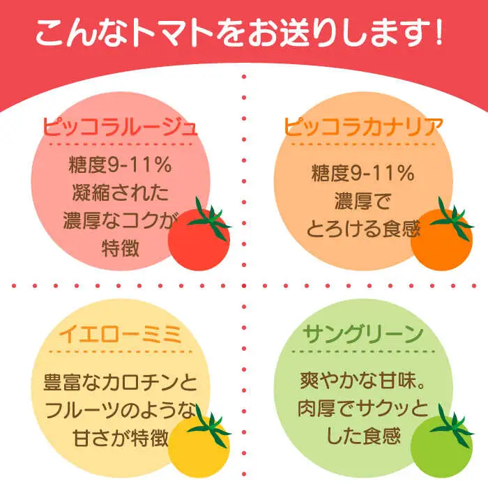 【2027年1月中旬-発送】カラフル ミニトマト 彩８（いろは） 約8種類 合計約1.8kg / トマト 夏野菜 野菜 旬 食べ比べ / 産地直送 安心 安全 彩り / 南島原市 / 植木農園 [SBL001]