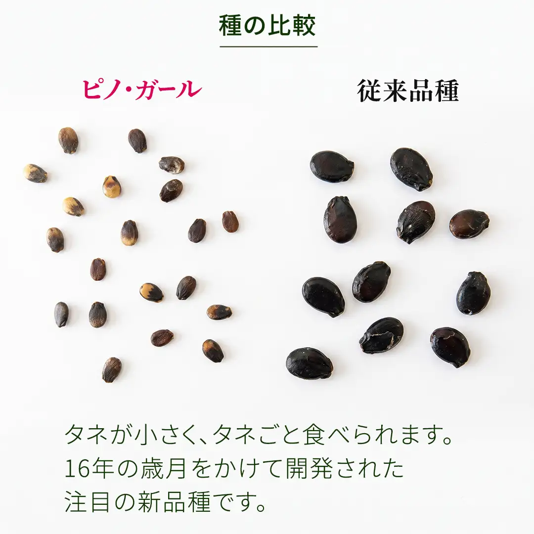 《 2027年 収穫分 》 訳あり タネが気にならない 小玉スイカ ピノ・ガール 1玉 先行予約 国産 KEK 小玉 スイカ すいか 小玉すいか こだますいか ピノガール 国産 西瓜 フルーツ 果物 くだもの 訳アリ 不揃い 農家直送 旬 甘い 人気 産直 昼めし旅 [BC058sa]