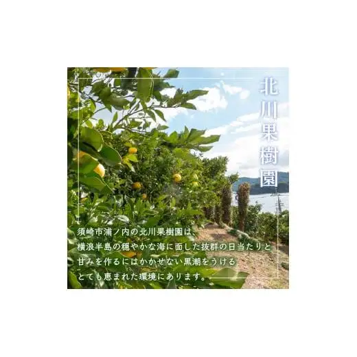 土佐文旦 訳あり 10kg 先行予約 2027年２月から順次発送 