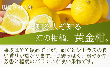 間城農園 ちょこっと食べたい方におすすめ「文旦と黄金柑のプチBOX」合計約3kg【文旦 果物 文旦 フルーツ 文旦 デザート 文旦 高評価 文旦 人気 文旦 おすすめ】 ms-0089