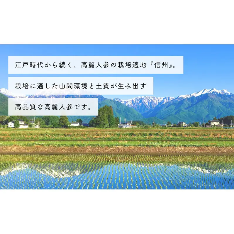生高麗人参 6年根 大 150g  六年生 生高麗人参