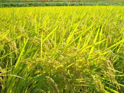 自然栽培米 にこまる ＜農薬を一切使わない無肥料栽培＞ 玄米 20kg（10kg×2袋）《令和4年産 京都丹波産 無農薬米栽培向き 厳選品種》