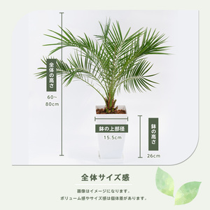 【観葉植物】フェニックス・ロベレニー 60cm～80cm Green Base IB003-004 観葉植物 ※北海道・沖縄・離島配送不可