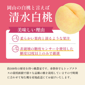 桃 先行予約 清水白桃 をお届け 約1.5kg 5～7玉 糖度12度以上 もも モモ 桃