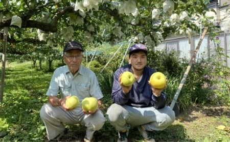 《2026年秋出荷》高糖度の青梨 甘太 約5kg（8～14玉） F24R-124