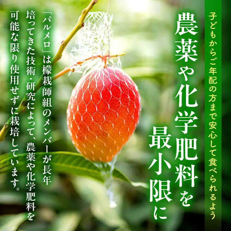 マンゴー 宮崎 パルメロ 1玉 マンゴー[希少種 576g以上]