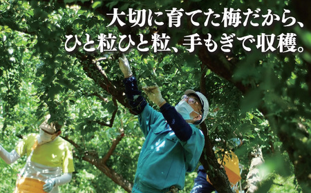 南高 さくら 梅干 500ｇ 杉箱入り 農悠舎 の 厳選素材 ｜梅干し 有限会社 農悠舎 