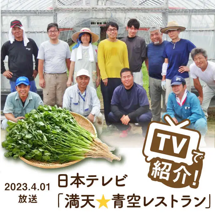 パクチー好きのための パクチー 500g [UBF008]