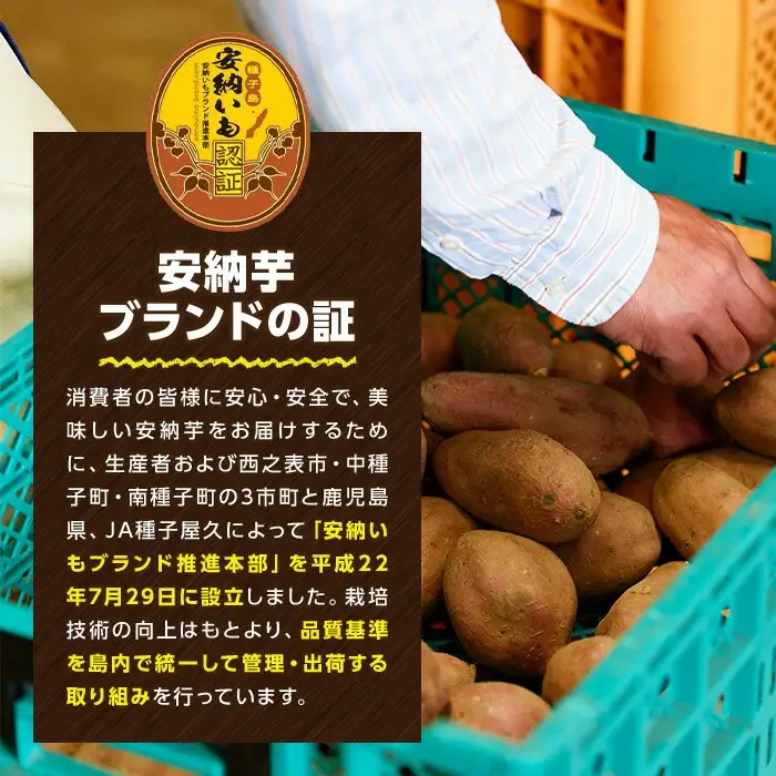 安納芋 Mサイズ・10kg 紅 さつまいも 数量限定 種子島産 【JA種子屋久】n046