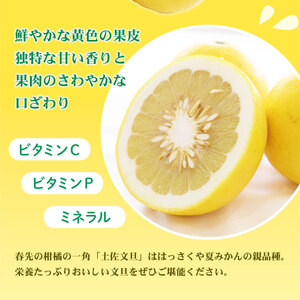 【先行予約】土佐文旦（大玉：2L~5L 混合）約7kg 〈2027年3月中旬?発送〉/ 土佐文旦発祥の地 産地直送 家庭用 贈答用 大玉 特大 3l 4l 約10?15玉 文旦 ぶんたん ブンタン 柑橘【株式会社とさもん】 [BQAE029]