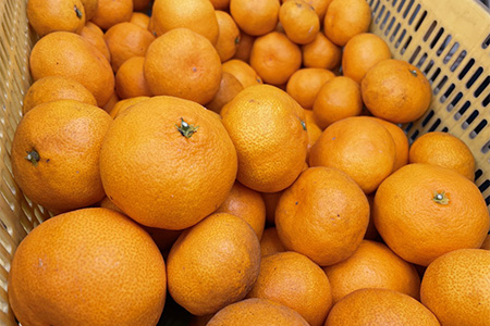 みかん 愛媛 オーガニック完熟早生みかん 5kg 人気 数量限定 柑橘 伊予市｜A04