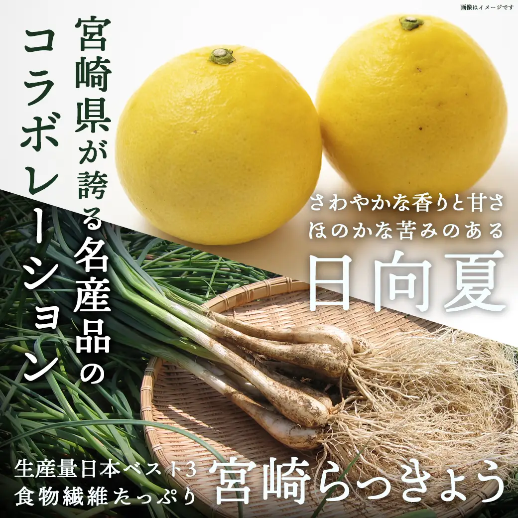 【お試し♪】日向夏らっきょう 90g×3袋≪みやこんじょ特急便≫ - らっきょう おつまみ 柑橘風味 90g×3袋 お試し (都城市)  ※ポスト投函〔LA-C401-PF-Q〕