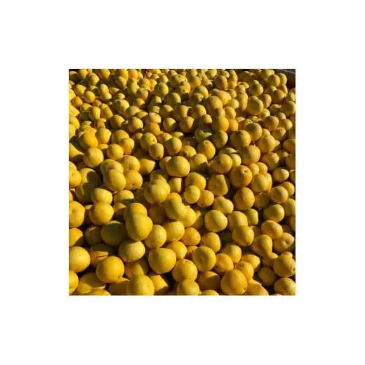【早期予約】 土佐文旦 6kg 優品 混合