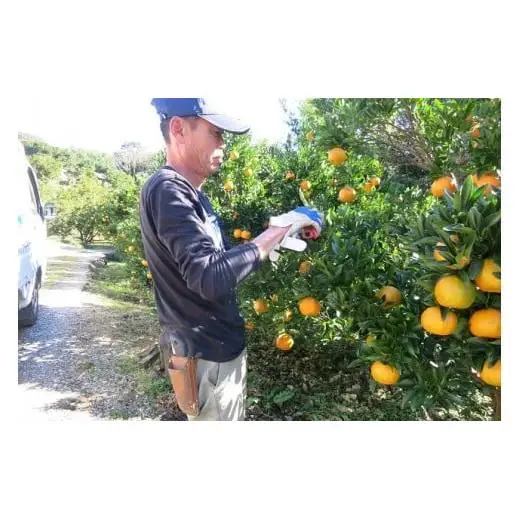 【早期予約】 訳あり 立目産ポンカン 4kg