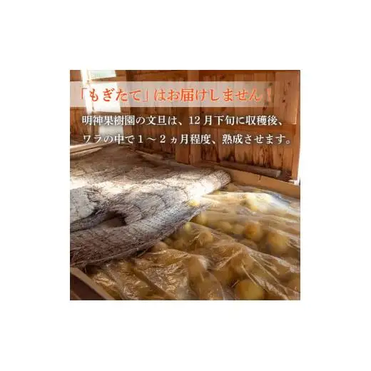 【早期予約】 訳あり 家庭用 土佐文旦5kg L ~ 4L 