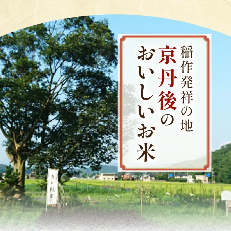 2026年産 京都・京丹後峰山 特別栽培米コシヒカリ 3kg 【白米】 1等米 検査済証付 米 ふるさと納税 コシヒカリ ふるさと納税 白米 ふるさと納税 お米 ご飯 ごはん おいしい コメ コシヒカリ