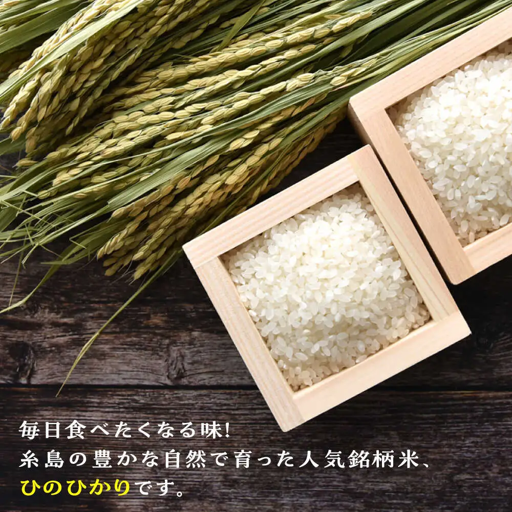 【お中元対象】 糸島産 ひのひかり 10kg 糸島市 / 三島商店 [AIM004] 米 白米