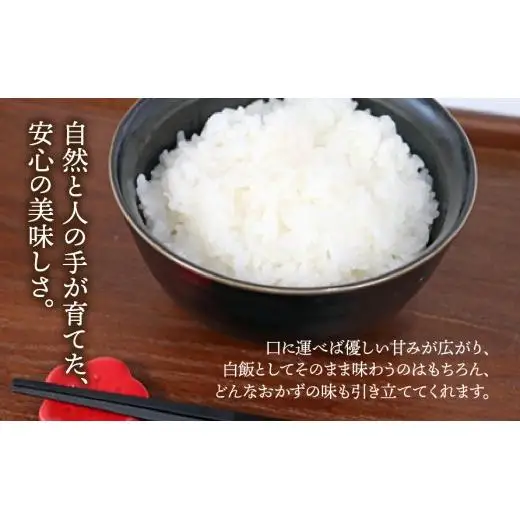 【数量限定】《令和7年産》岐阜県産 コシヒカリ（精米） 5kg | 垂井町産 米 白米 冷めても美味しい米 ブランド米 高品質 安心 安全 リピーター多数 贈答用 贈り物 ギフト プレゼント おしゃれ 人気 T rice Store