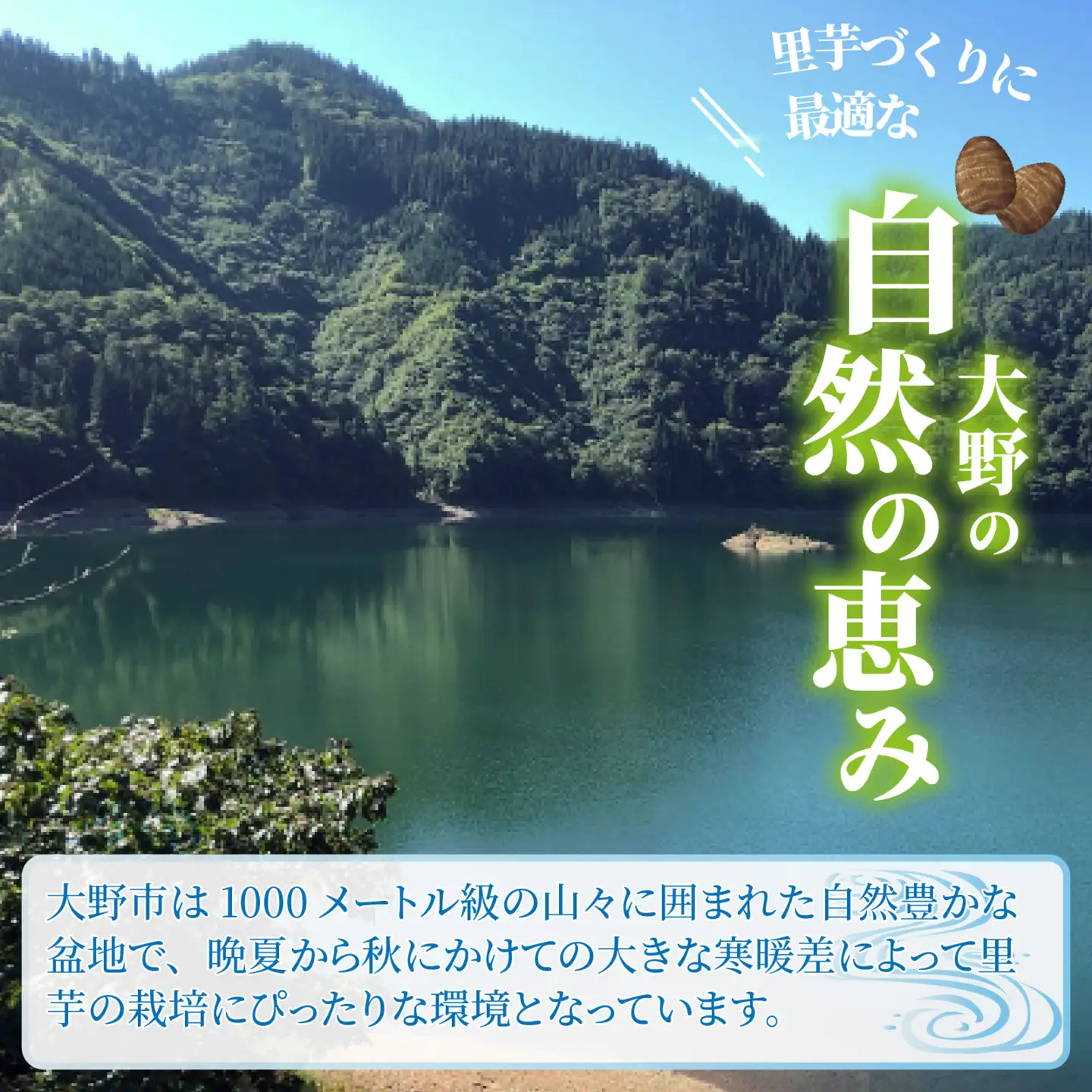 【先行予約】日本の美味い里芋を栽培！上庄里芋の種芋 5kg【2027年3月10日～出荷】[B-001005]