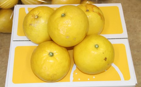 有田食品の土佐文旦10kg家庭用小玉(Mサイズ)