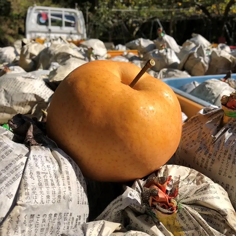 【先行予約／数量限定30】愛宕梨 秀品 5kg（5～12玉入り）（2026年11月下旬～発送）国産 あたご梨 赤梨 5〜12 個 玉 ふるさと 納税 梨 なし ナシ 5kg ふるさと 納税 先行予約 期間限定 ふるさと 納税 フルーツ くだもの 果物 農家直送