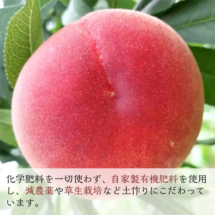 【2026年8月中旬以降より発送】旬の桃おまかせ約2kg・6～9玉（自家製有機肥料・減農薬・化学肥料無使用） 川中島白桃 黄桃 西王母 あかつき