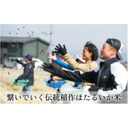 【訳あり】ほたるいか米（玄米30kg）×3回 計90kg【3ヶ月定期便】 [J-021001]