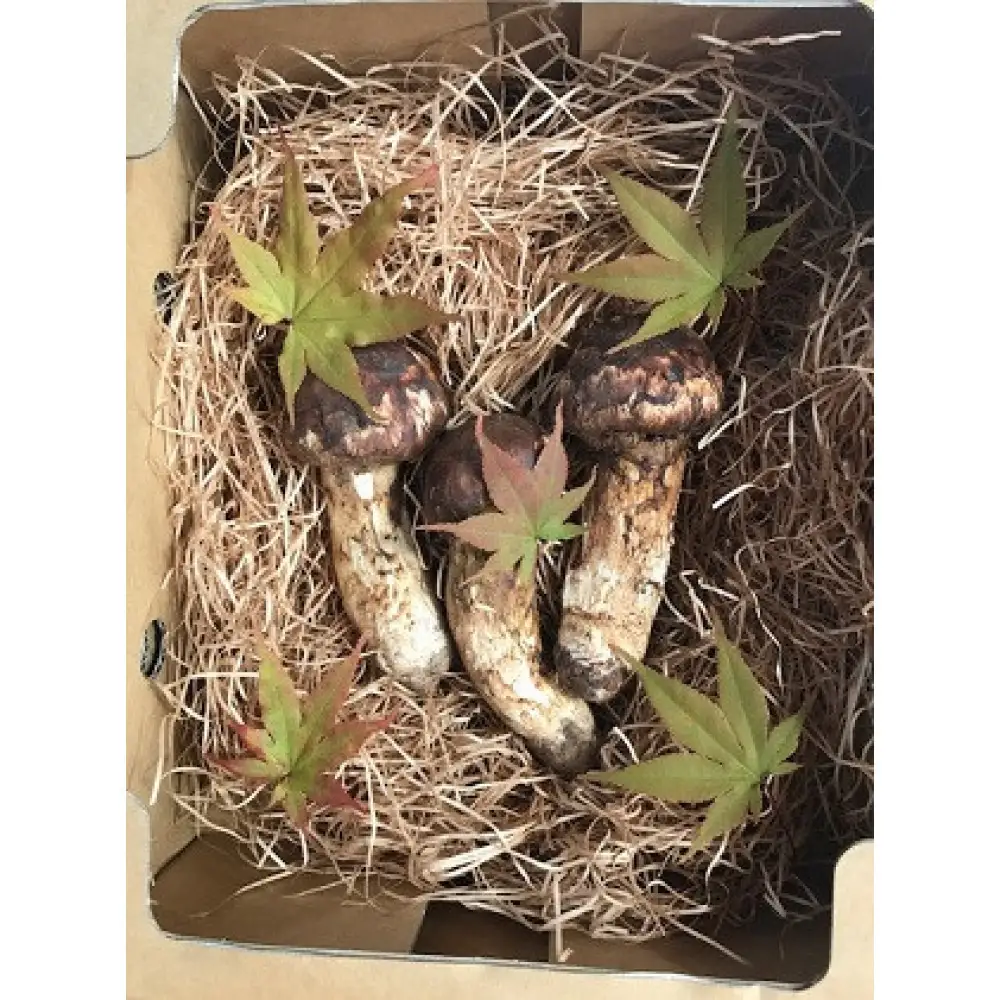 長野市収穫　松茸　約200g（2～3本） | 松茸