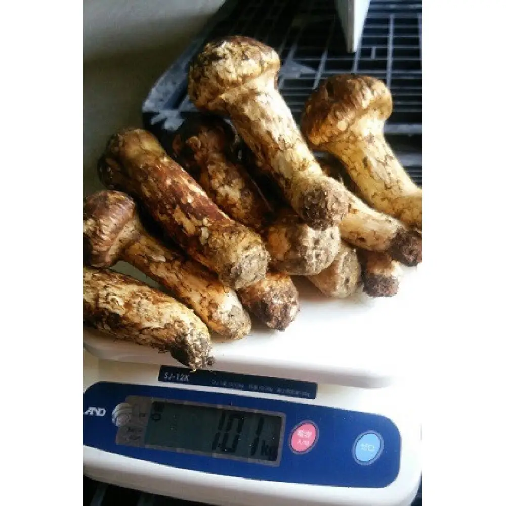 長野市収穫　松茸　約1kg（8～15本） | 松茸