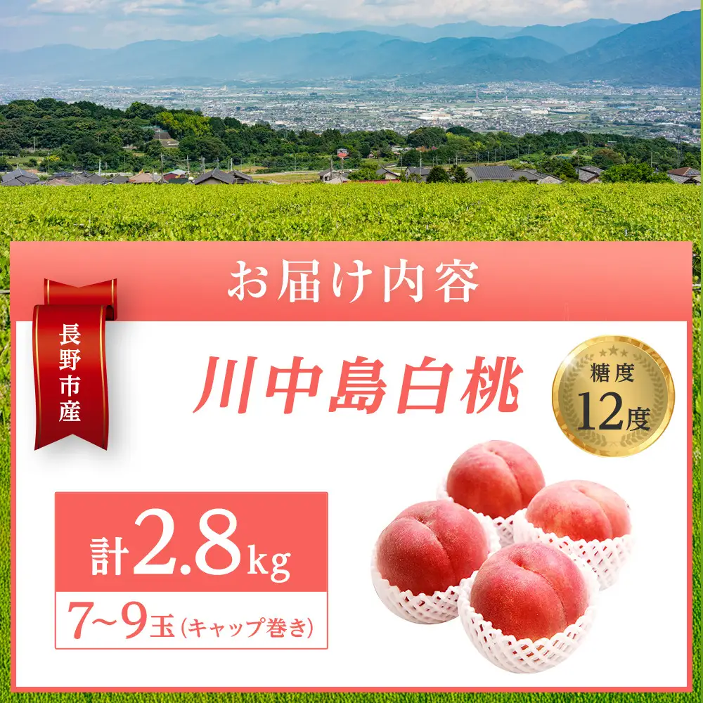 金オ岡村青果株式会社　桃 先行予約 川中島白桃 約2.8kg 糖度12度 白桃 フルーツ 果物 オンライン決済限定 | 桃 フルーツ 果実  人気 おすすめ ギフト プレゼント 送料無料 長野県 長野市 信州 信濃 ふるさと納税