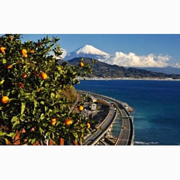 【2027年1月中旬より順次発送】甘さと酸味がマッチした清水のミカン（青島みかん）4.5kg【配送不可：離島】◆