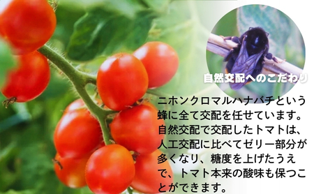 ミニトマト じょんならん モリヒロ園芸 ご自宅用 ミニトマト