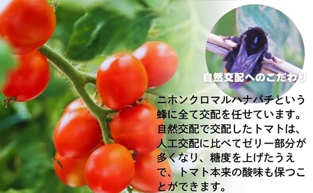 ミニトマト じょんならん モリヒロ園芸 スティック入 ミニトマト